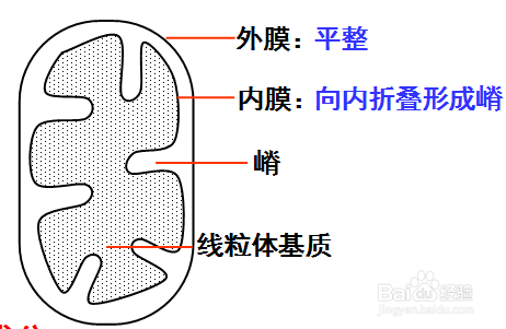 线粒体与叶绿体的异同点