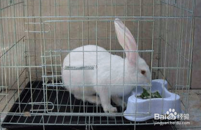 兔子刚买回来要注意什么