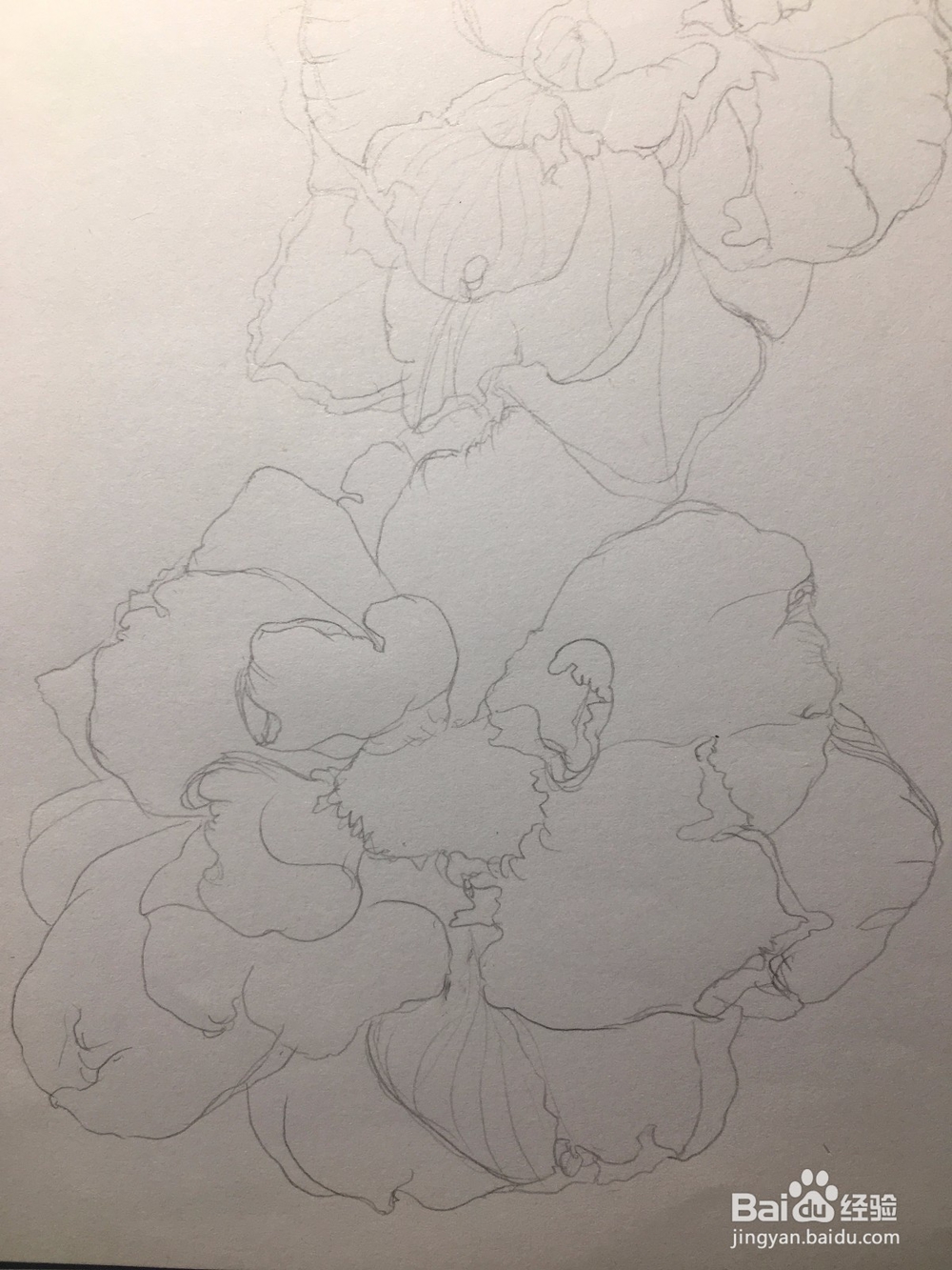 月季花的画法 月季简笔画 三朵月季的线描画教程