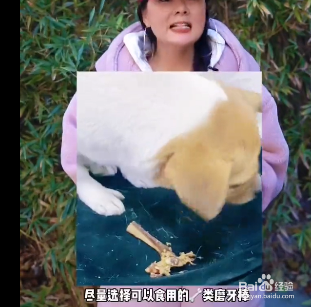 如何保护狗狗的牙齿?