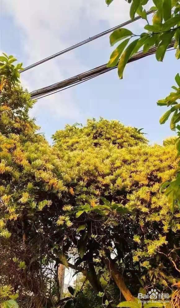 6种花家家必养，小病小痛用得上，药费都省了