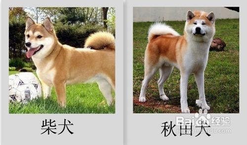 如何区分秋田犬和柴犬