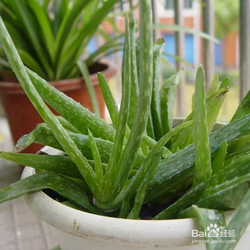 芦荟长黑斑应该怎么办呢？