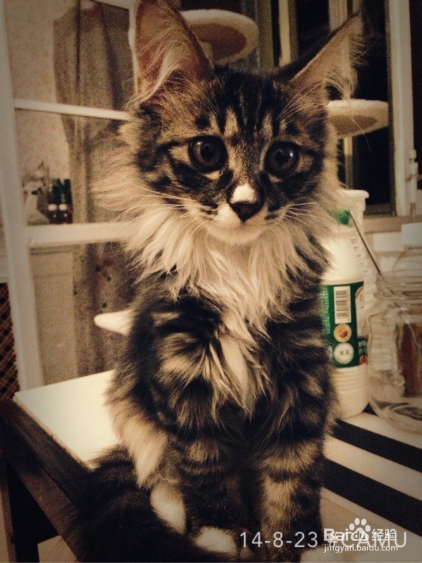 如何分辨缅因猫和西伯利亚森林猫