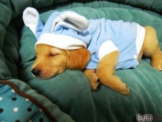 金毛犬和拉布拉多犬有什么区别？如何辨别它们？