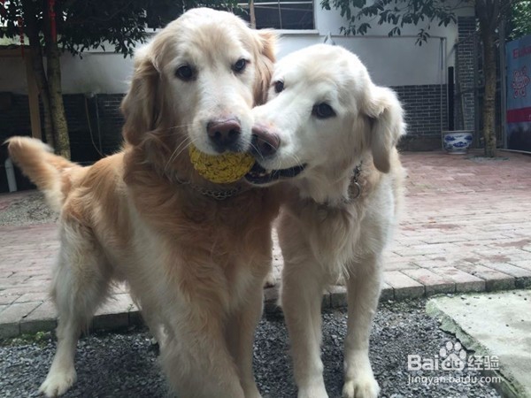 狗狗乱咬东西怎么办?怎么纠正?