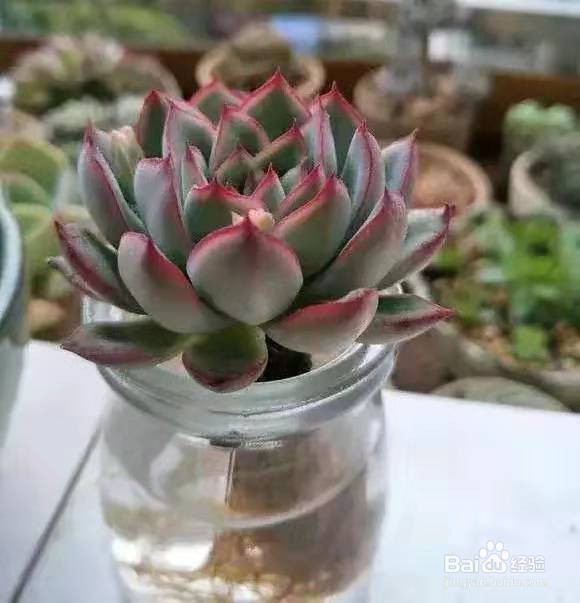 夏天多肉老烂根,丢水里能保命爆盆,越长越旺