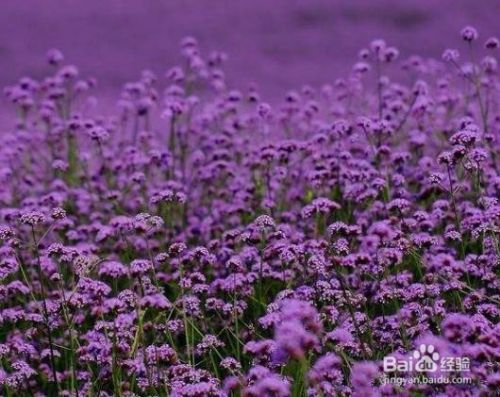 马鞭草的种植方法 百度经验