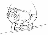 怎样治疗被冻伤的猫