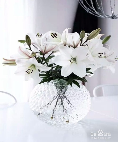 教你室内植物摆放技巧,以及养殖植物技巧