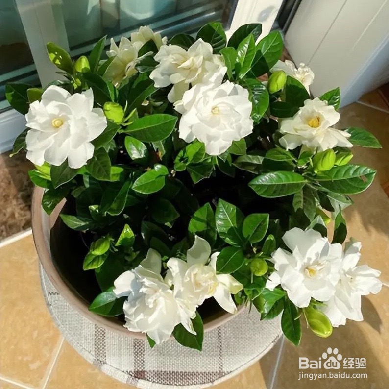 桅子花怎么养好