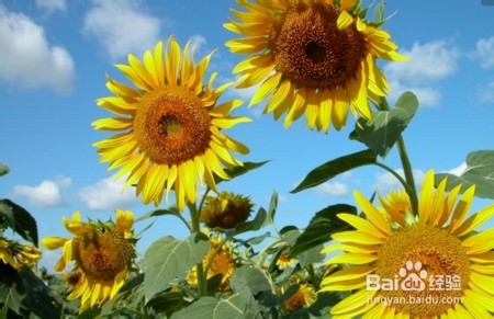 向日葵开花后怎么处理