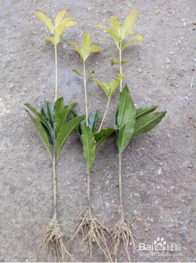 桂花树插枝能活吗?应该怎么插?