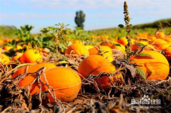 河套,你是历史长河中被久远传唱的歌