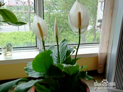 绿巨人的养殖方法