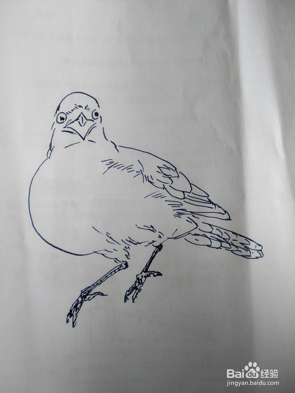 伯劳鸟的钢笔画法，