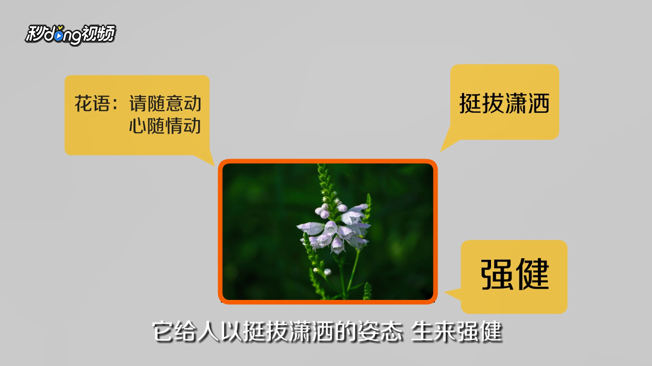 随意草的花语是什么