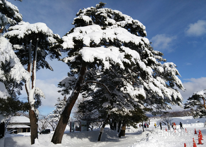 一条性价比爆棚的万元以下日本北海道观雪路线