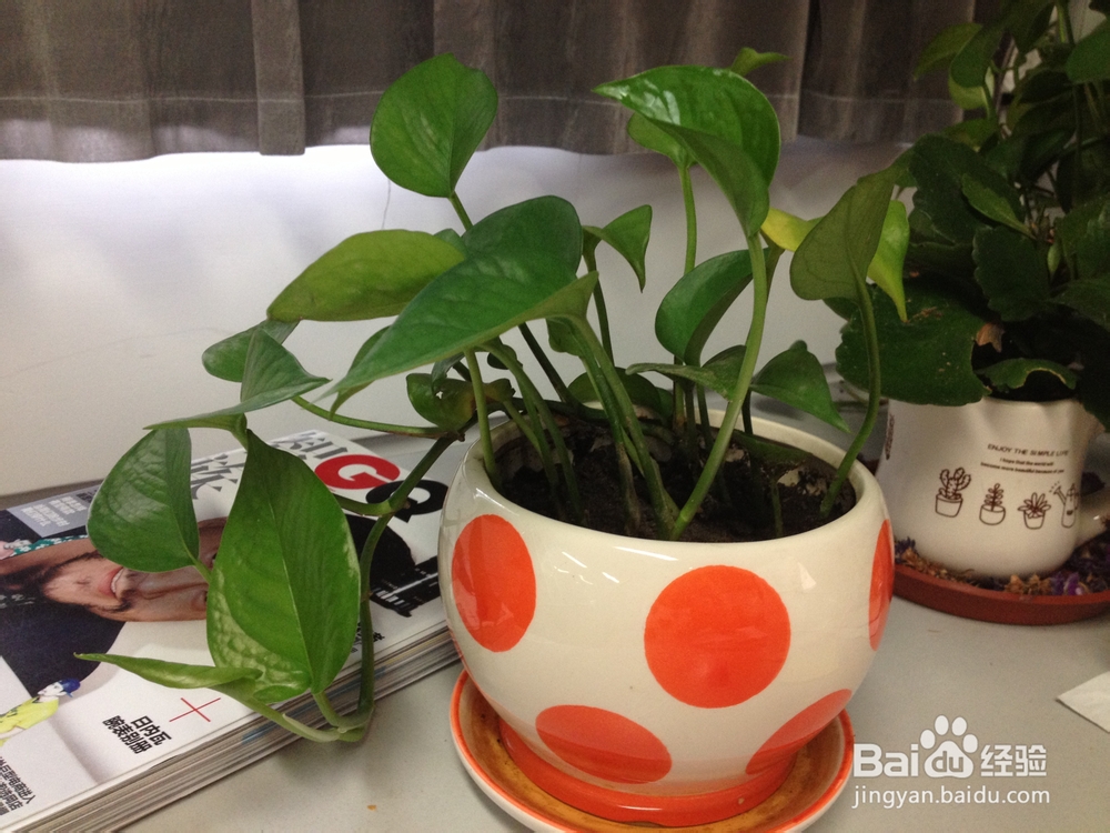 如何养殖绿萝经验