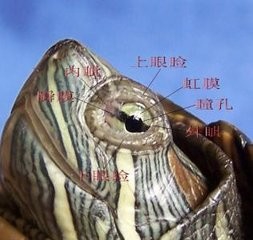乌龟白眼病如何治疗