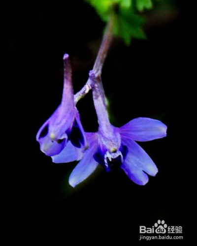 还亮草如何进行养护？