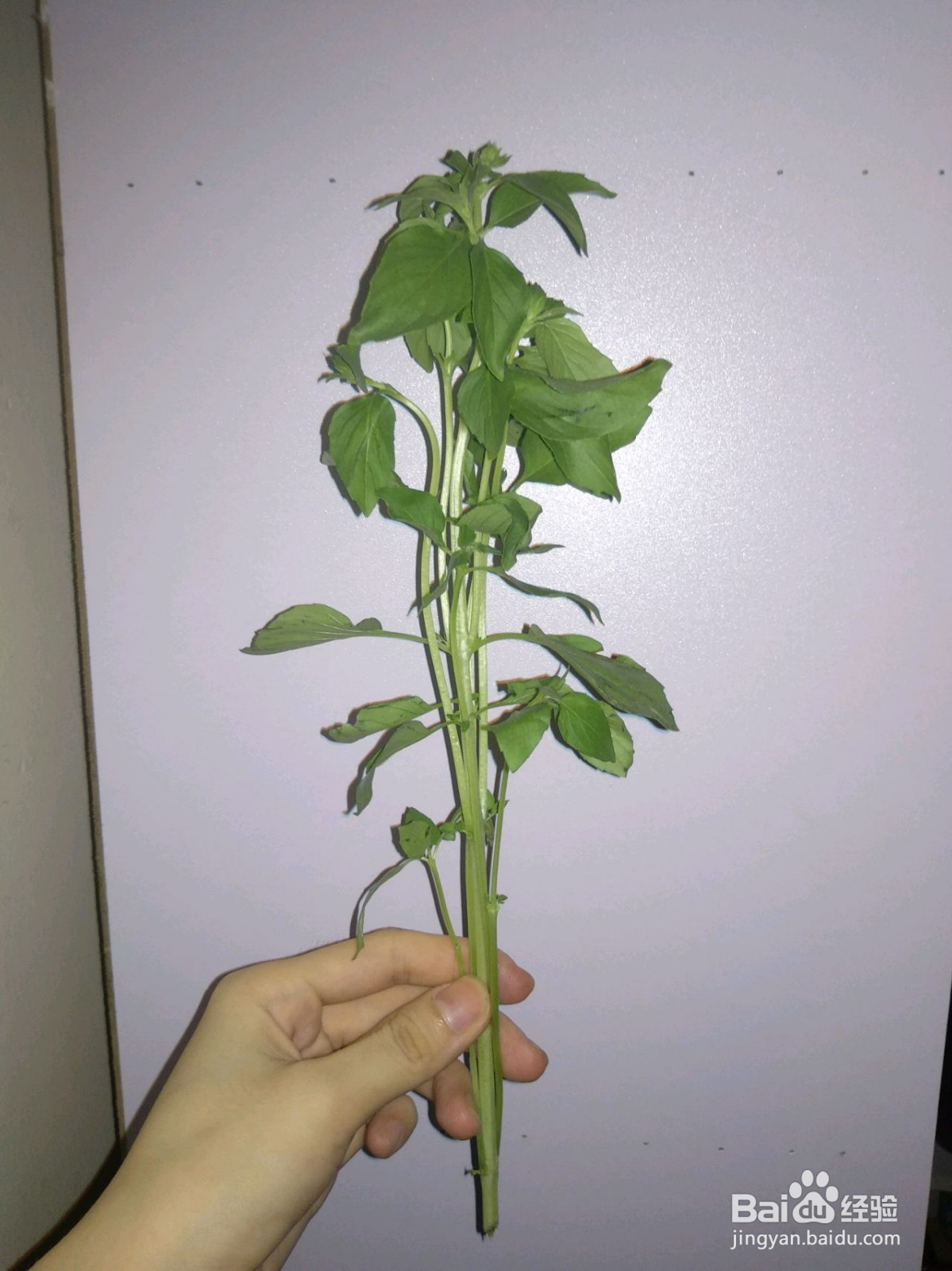 小白都可以做的三杯鸡的做法