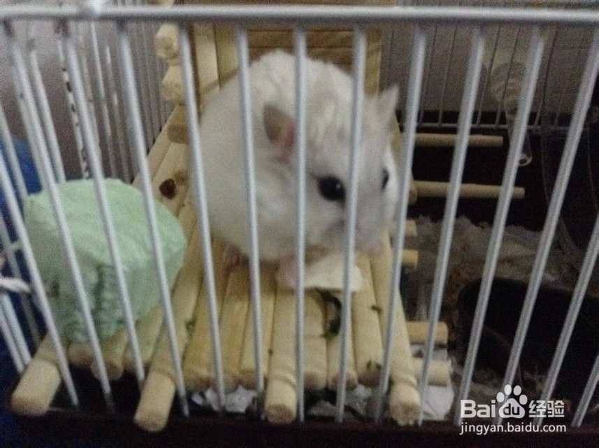 怎样饲养仓鼠---如何挑选小宠玩具及注意事项