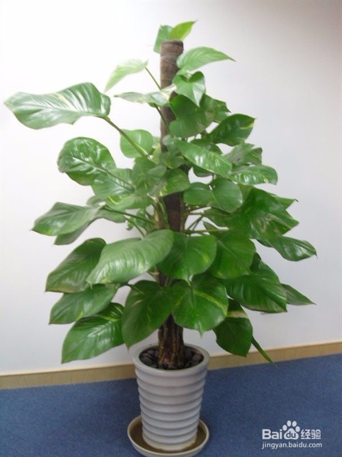 除甲醛妙招（环保装修）