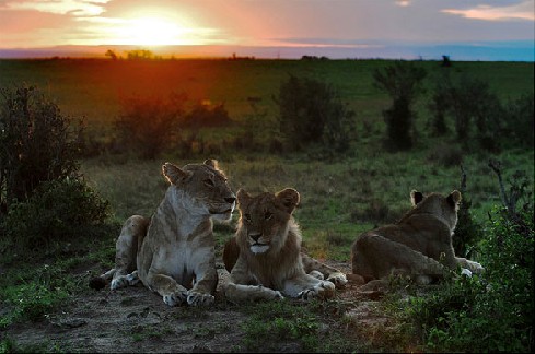拍摄野生动物需特别注意的技巧
