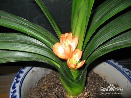 家中的君子兰怎么去养护