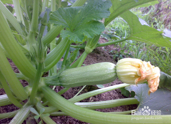 一个月减肥三十斤,吃出苗条身材