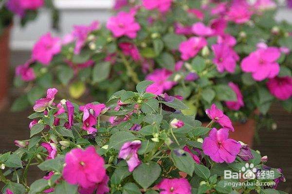 非州凤仙花的养护技巧