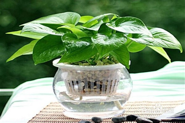 滴水观音应该怎么养