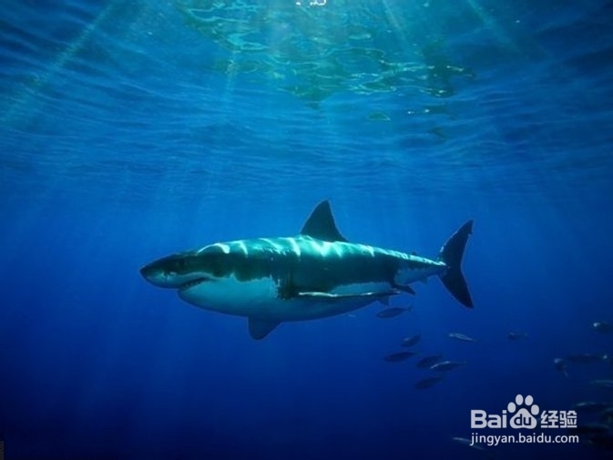 教如何你在水下拍摄有趣的照片