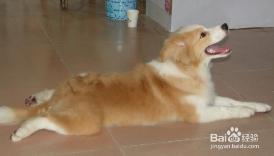 狗狗拉肚子的治疗方法？七个月的狗狗拉肚子