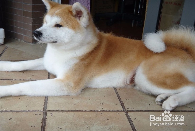 秋田犬掉毛怎么办