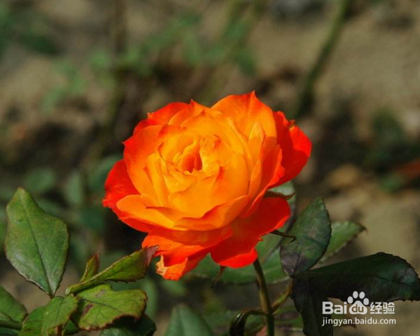 月季树的嫁接方法及之后的管理？