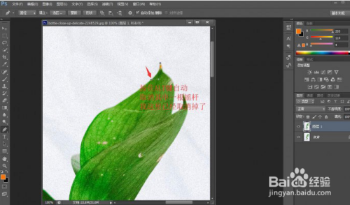 ps实用小技巧：快速抠出植物