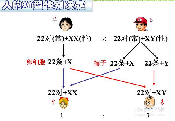 如何提高生儿子的几率