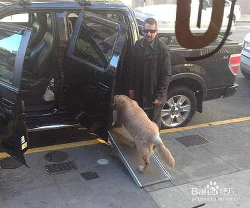 当你们看完这些故事后,请善待你身边每一个动物