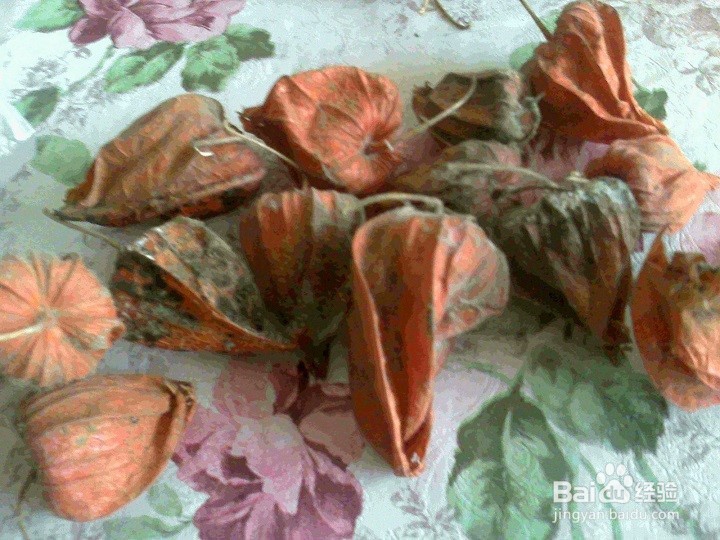 红姑娘种植方法