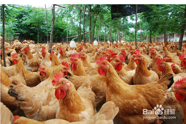 过年如何选择活鸡