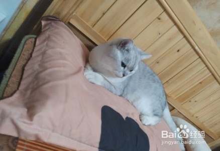 英短银渐层适合吃什么猫粮好