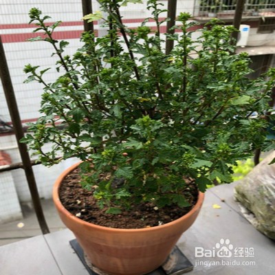 小木槿要怎样爆花多多