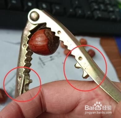 如何夹榛子/如何使用坚果夹子/榛子去壳