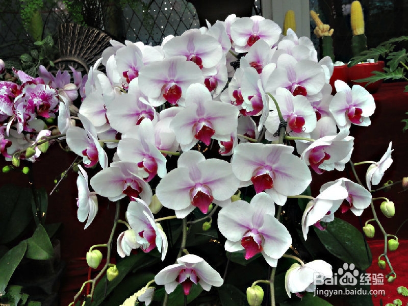 办公场所推荐植物之观花植物