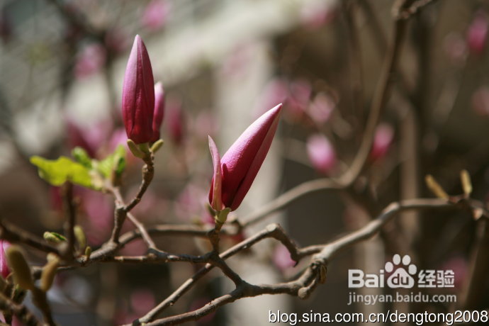 朝阳公园寻春的小孩