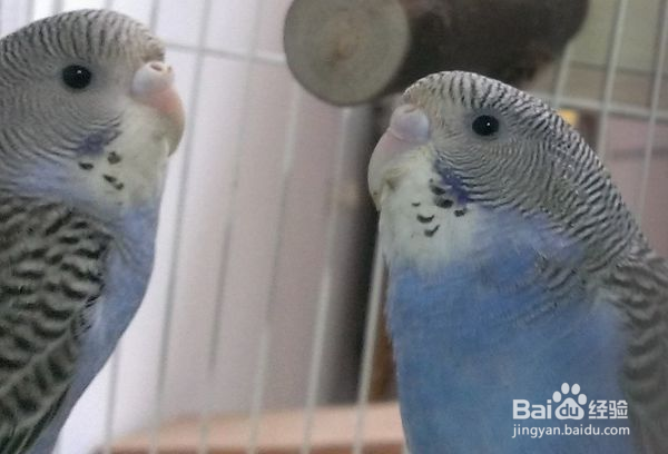 怎么分辨虎皮鹦鹉的性别