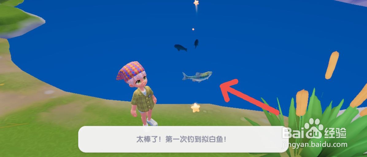 心动小镇如何获得拟白鱼