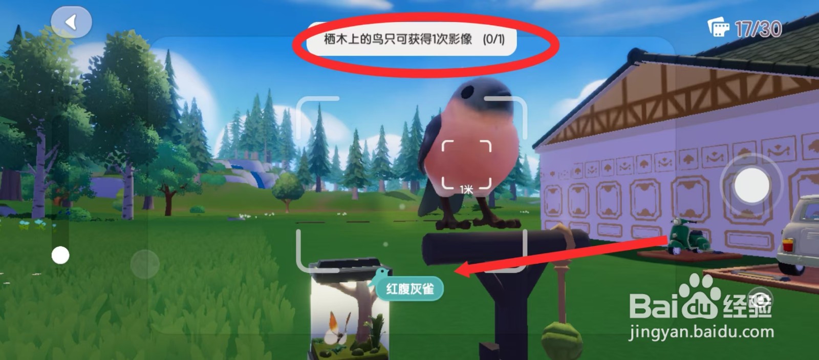 心动小镇如何给栖木上的鸟拍照